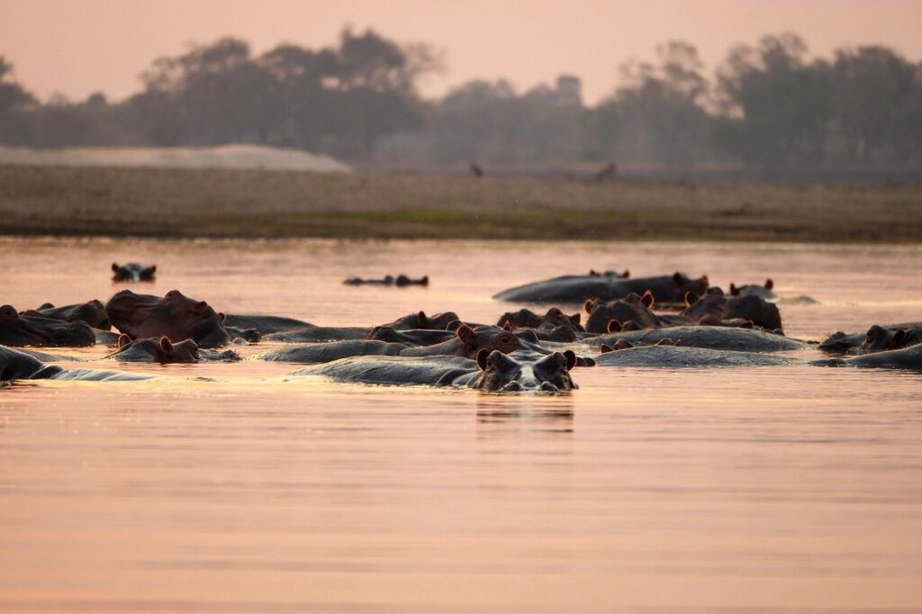hippopotamus 7705236 1280