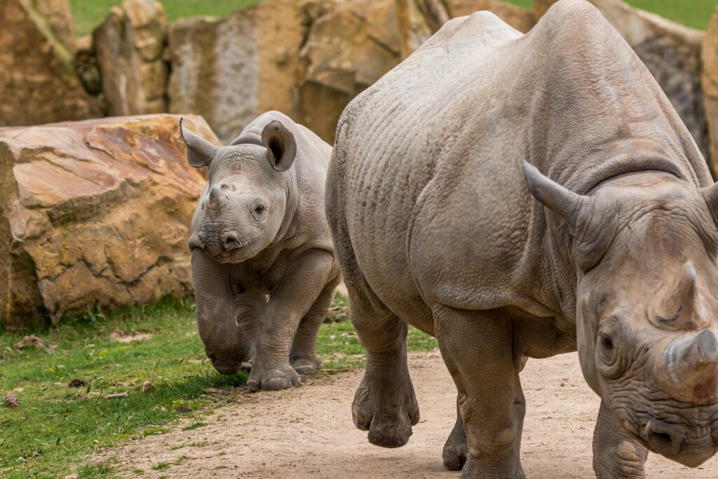 rhino 2188627 1920